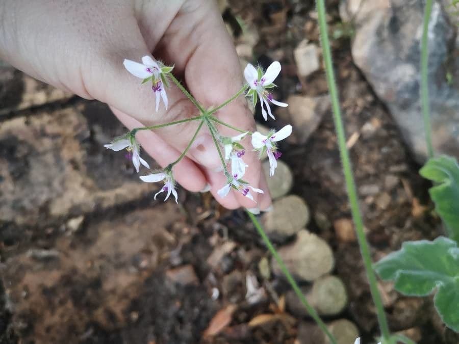 Géranium mentholé 5