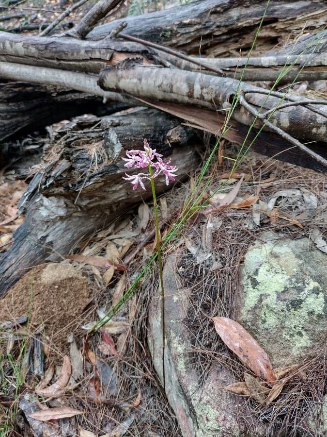 Gefleckte Dipodium 6