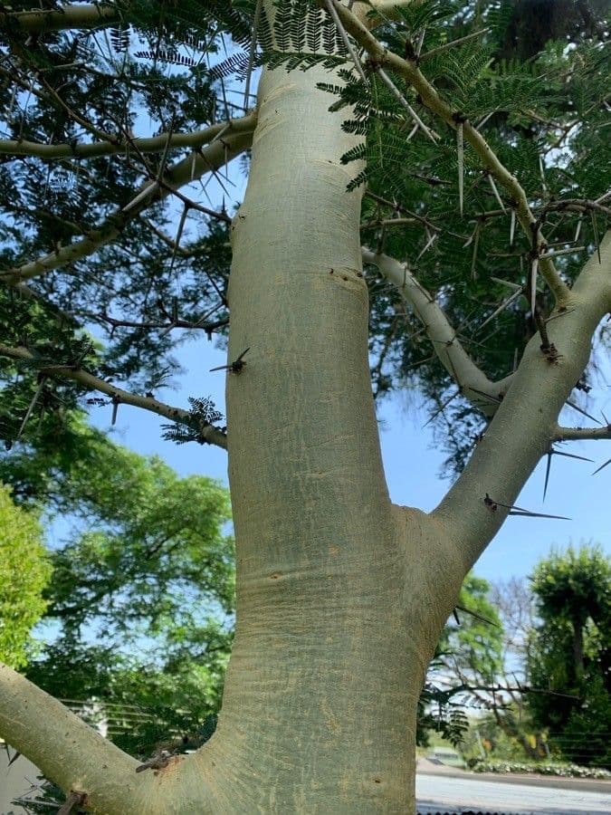 Acacia febrífuga 16