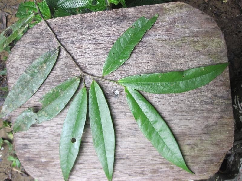 Anaxagorea 9