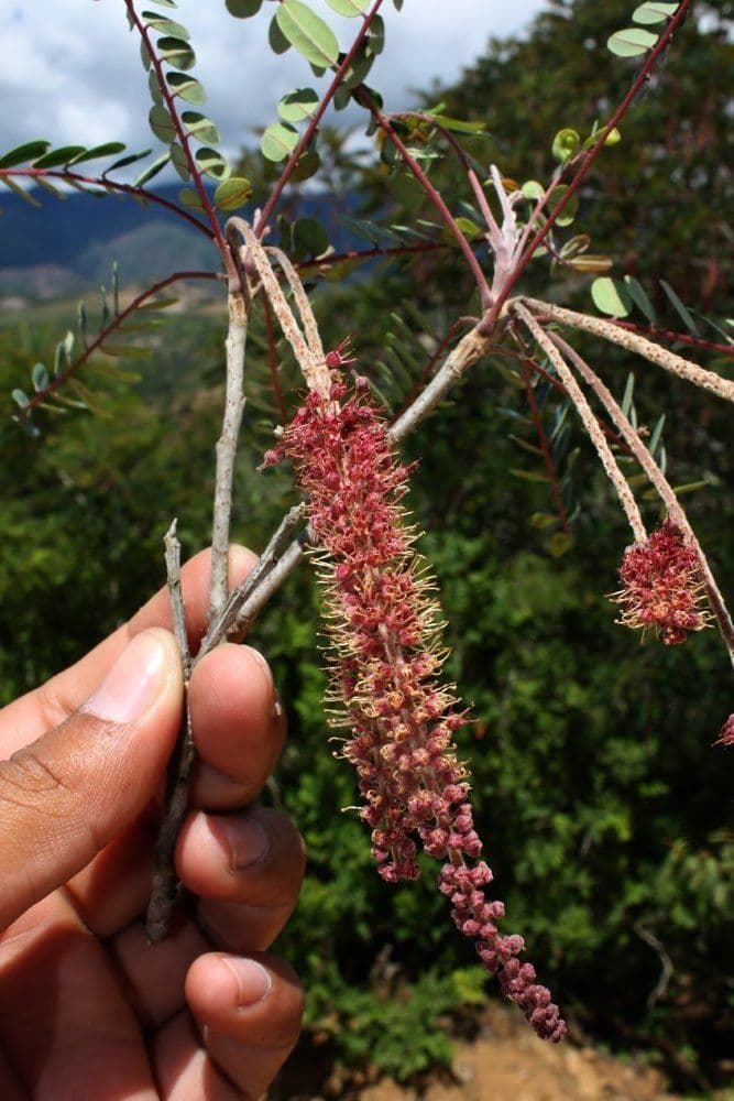 Amorphoides Alvaradoa 4