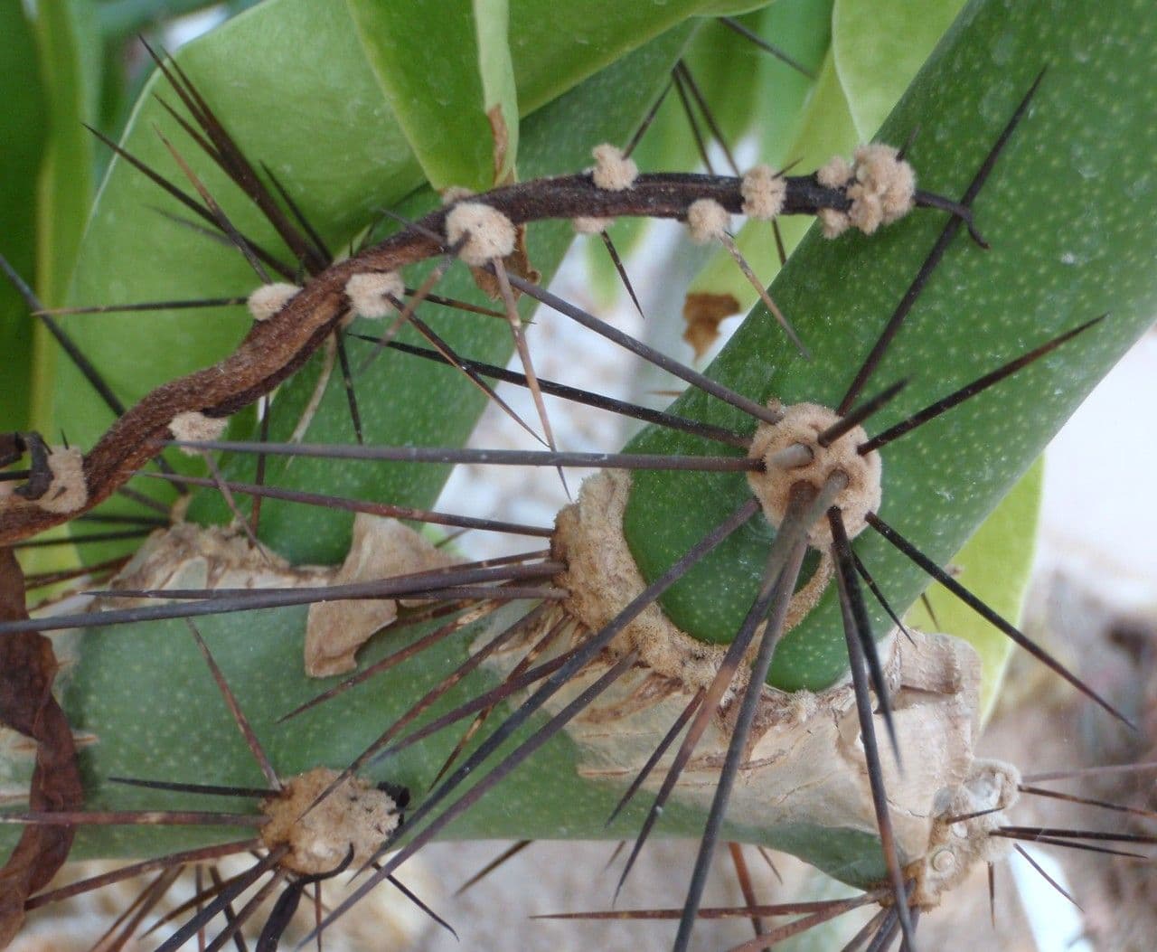 Cactus rosa 29
