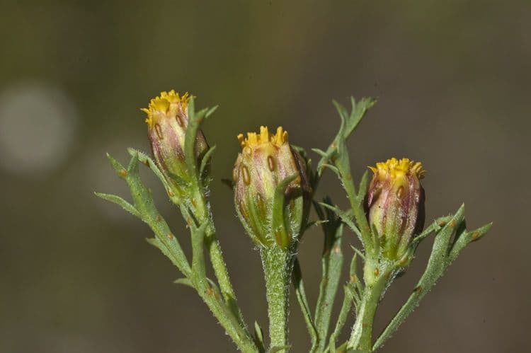 Dyssodia 2