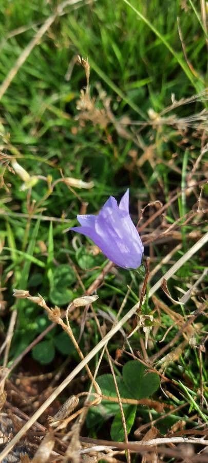 Rundblättrige Glockenblume 5