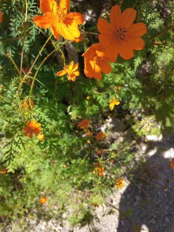 Schwefel-Cosmos 25