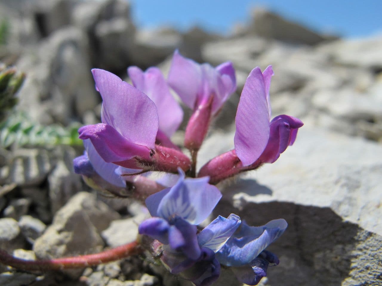 Falkenblume 4