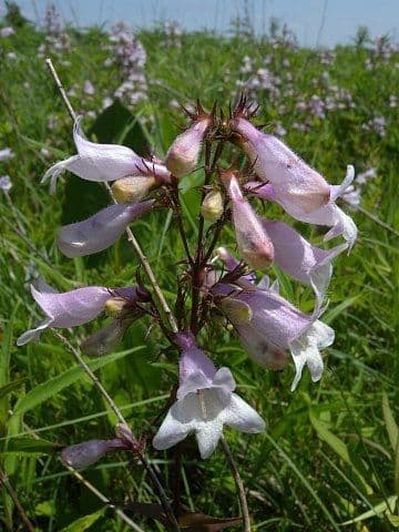 Penstemon 2