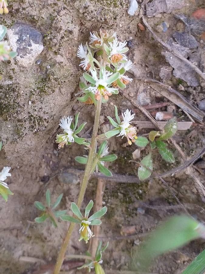 Reseda comune 9