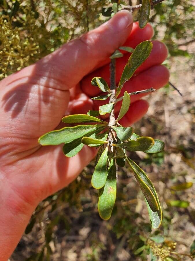 Bursaria spinosa 17