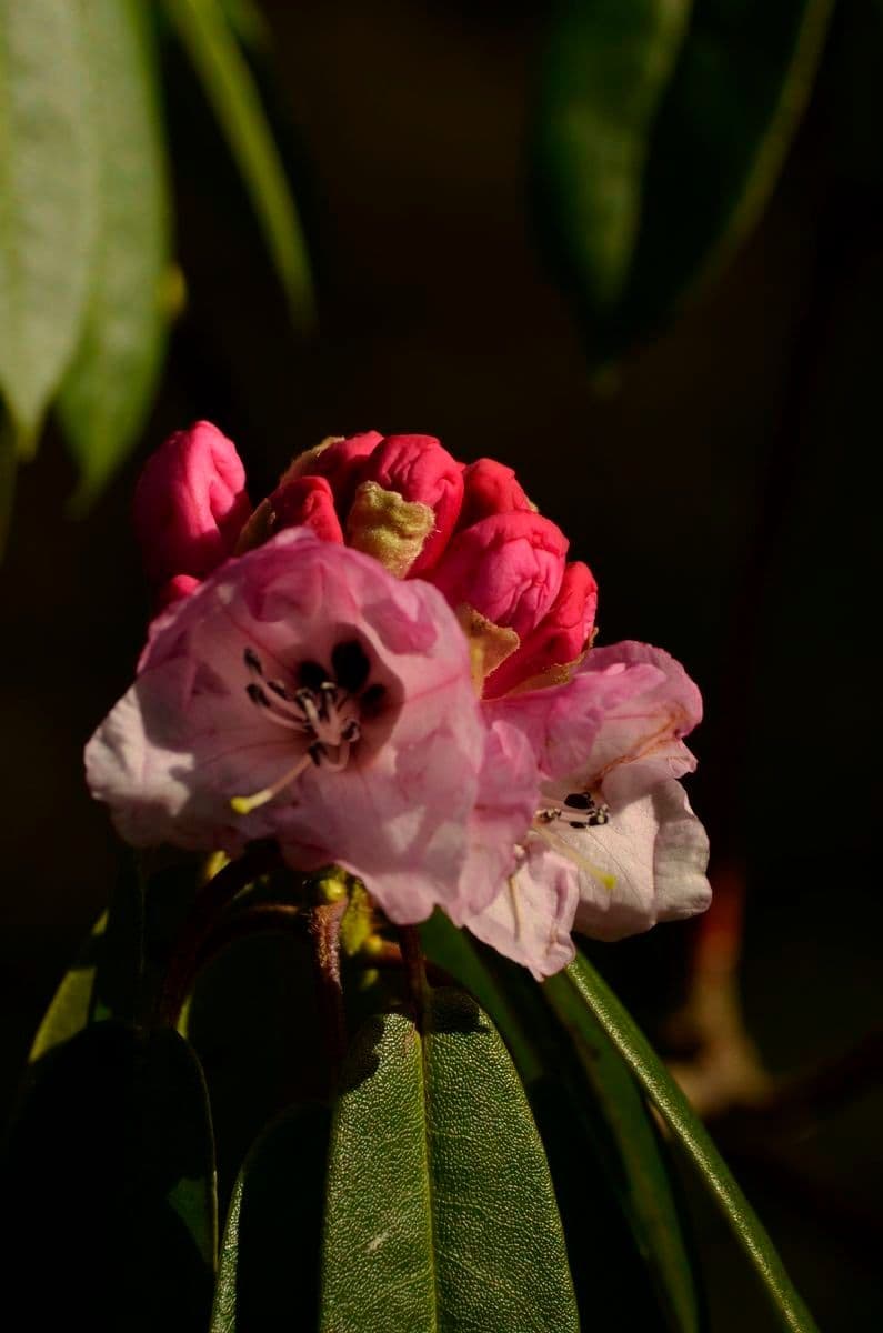 Rododendro 2