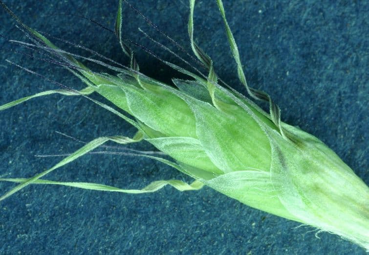 Danthonia a una spiga 3