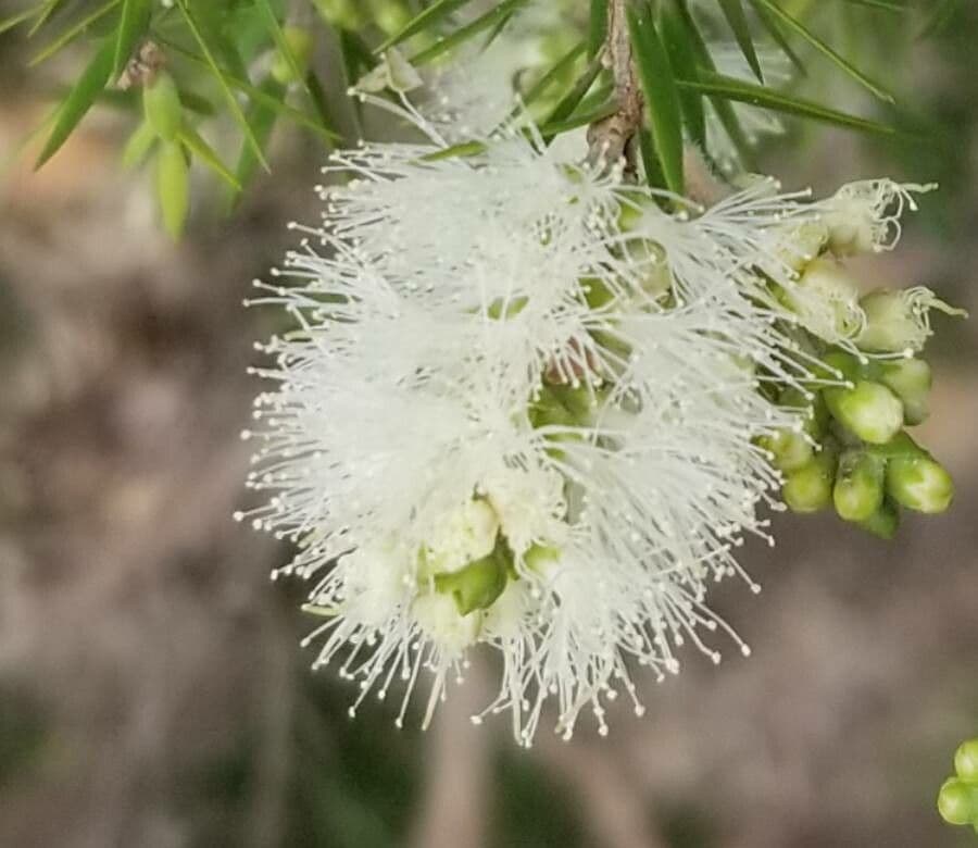 Teebaum 7