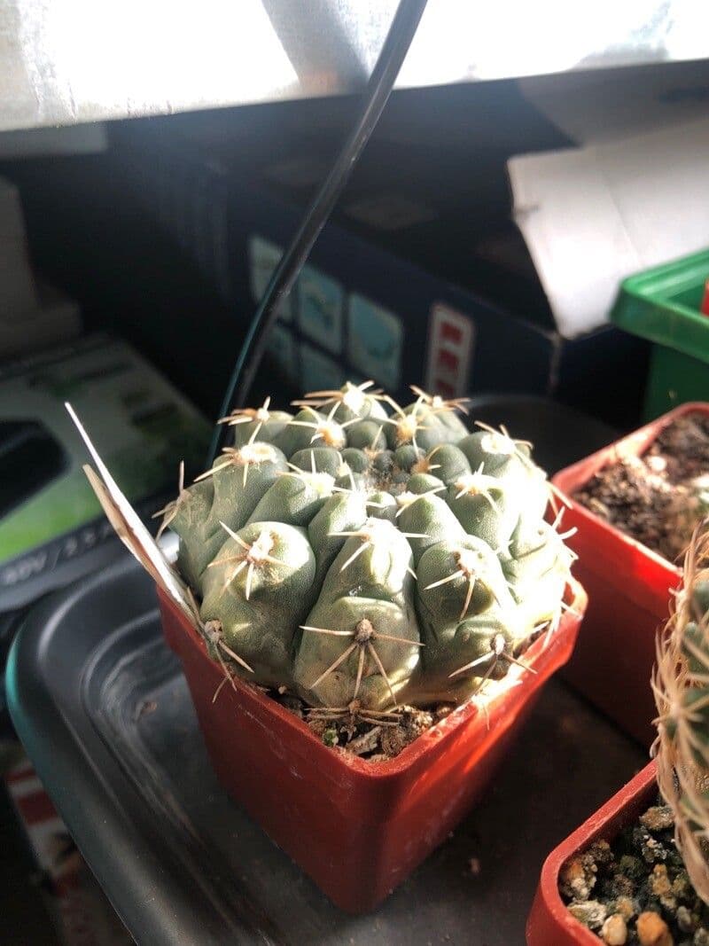 Cactus a palla 13