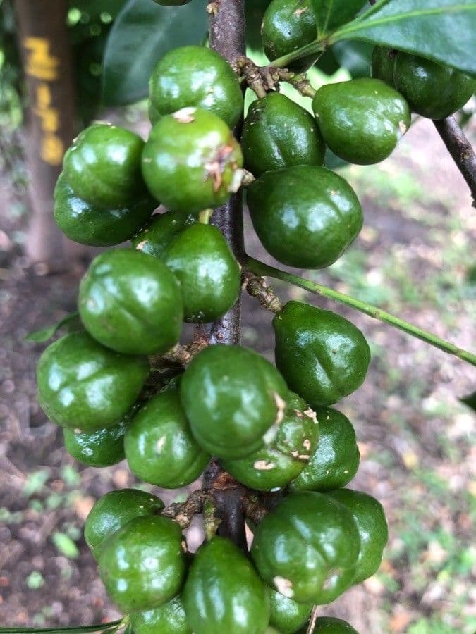 Trichilia havanensis 4