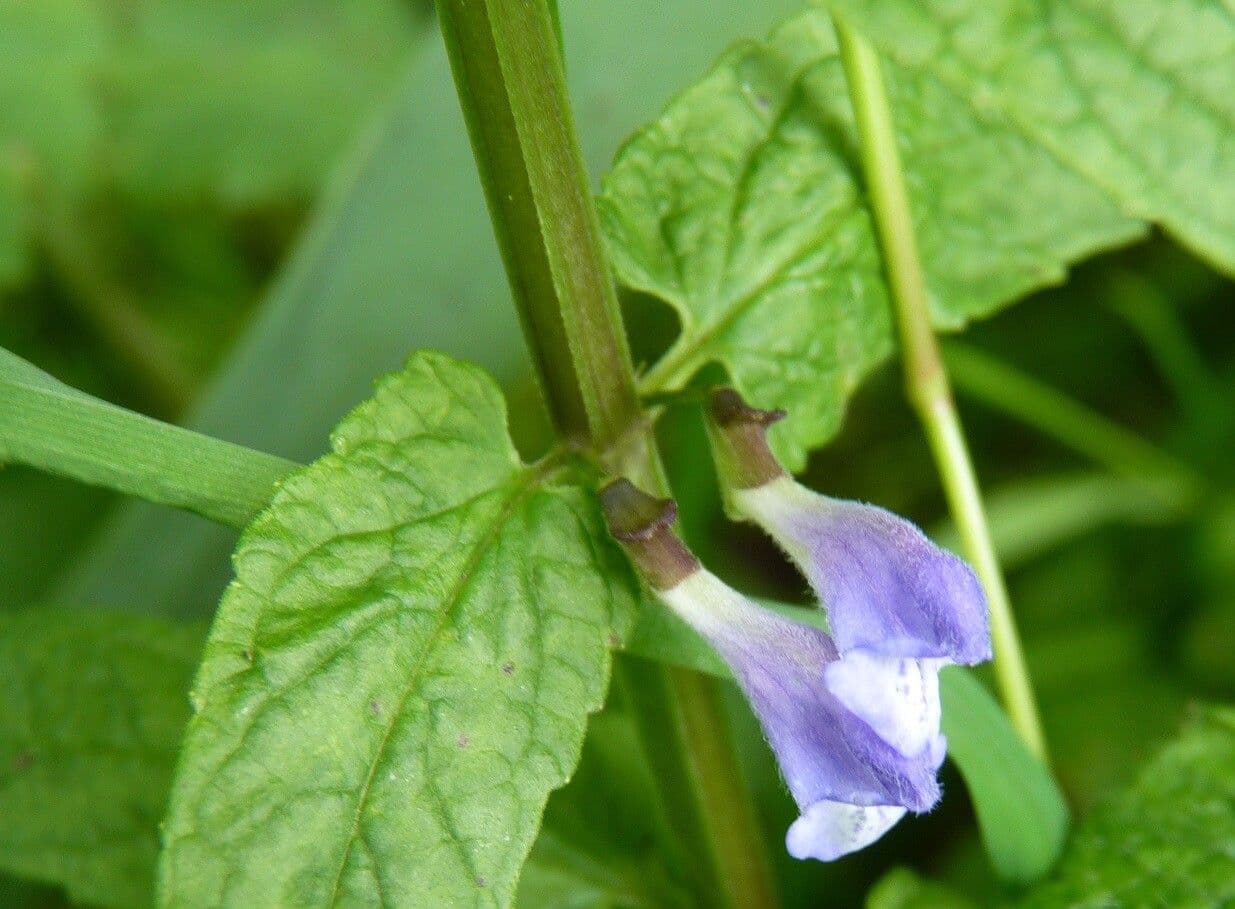 Scutellaria comune 23