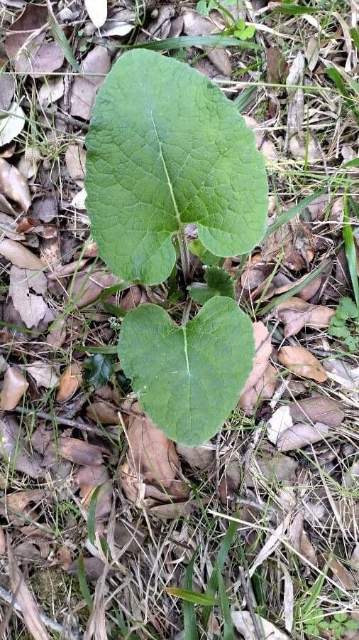 Bardana selvatica 16
