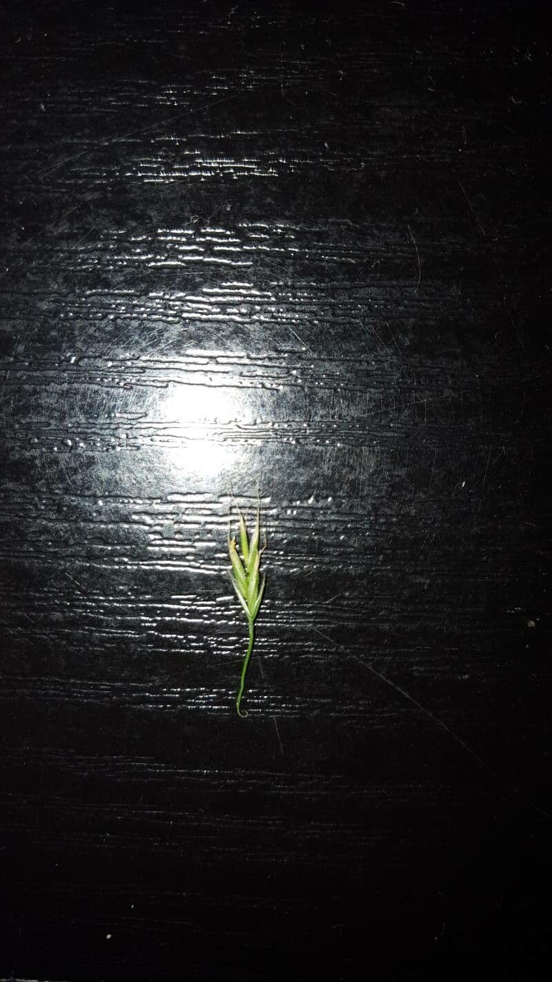 Festuca gigante 5