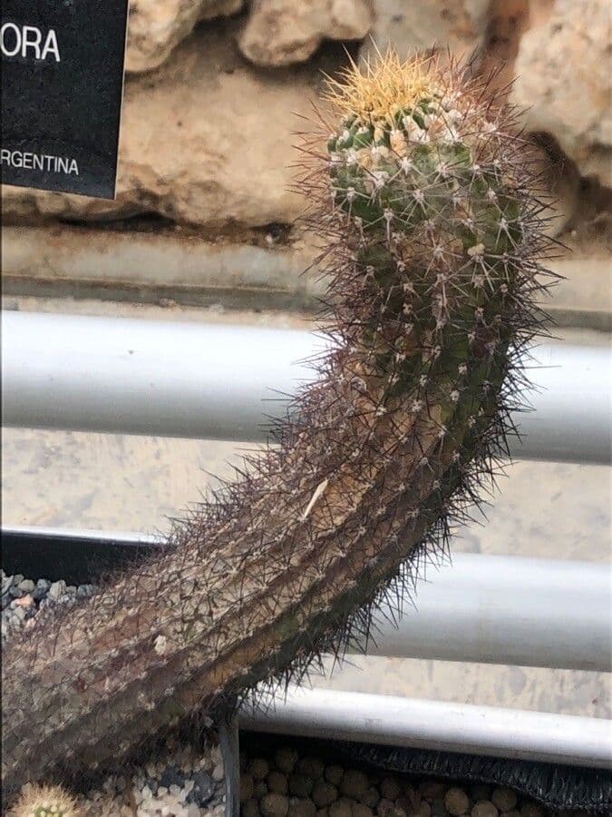 Echinopsis 4