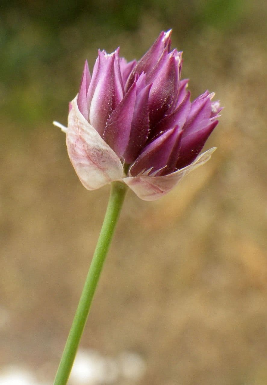Aglio 2