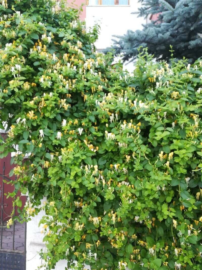 Caprifoglio giapponese 27