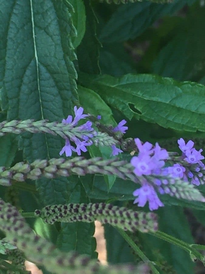 Verbena estricta 5