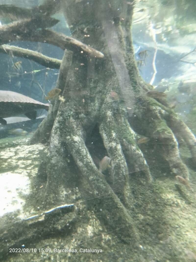Elodea del Capo 17