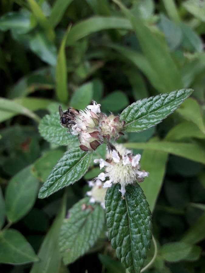 Hyptis