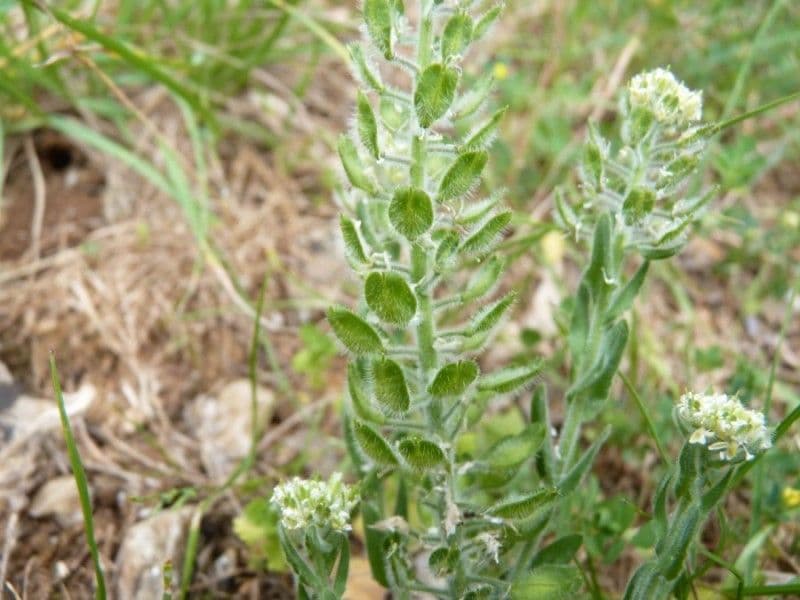 Lepidium 6