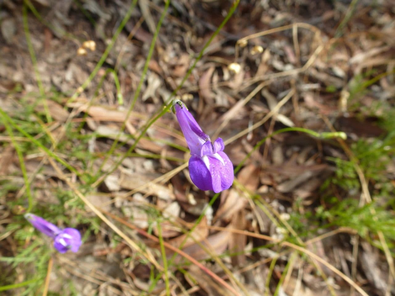 Lobelia