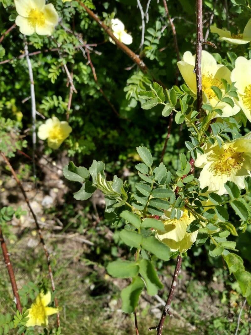 Rosa gialla 16