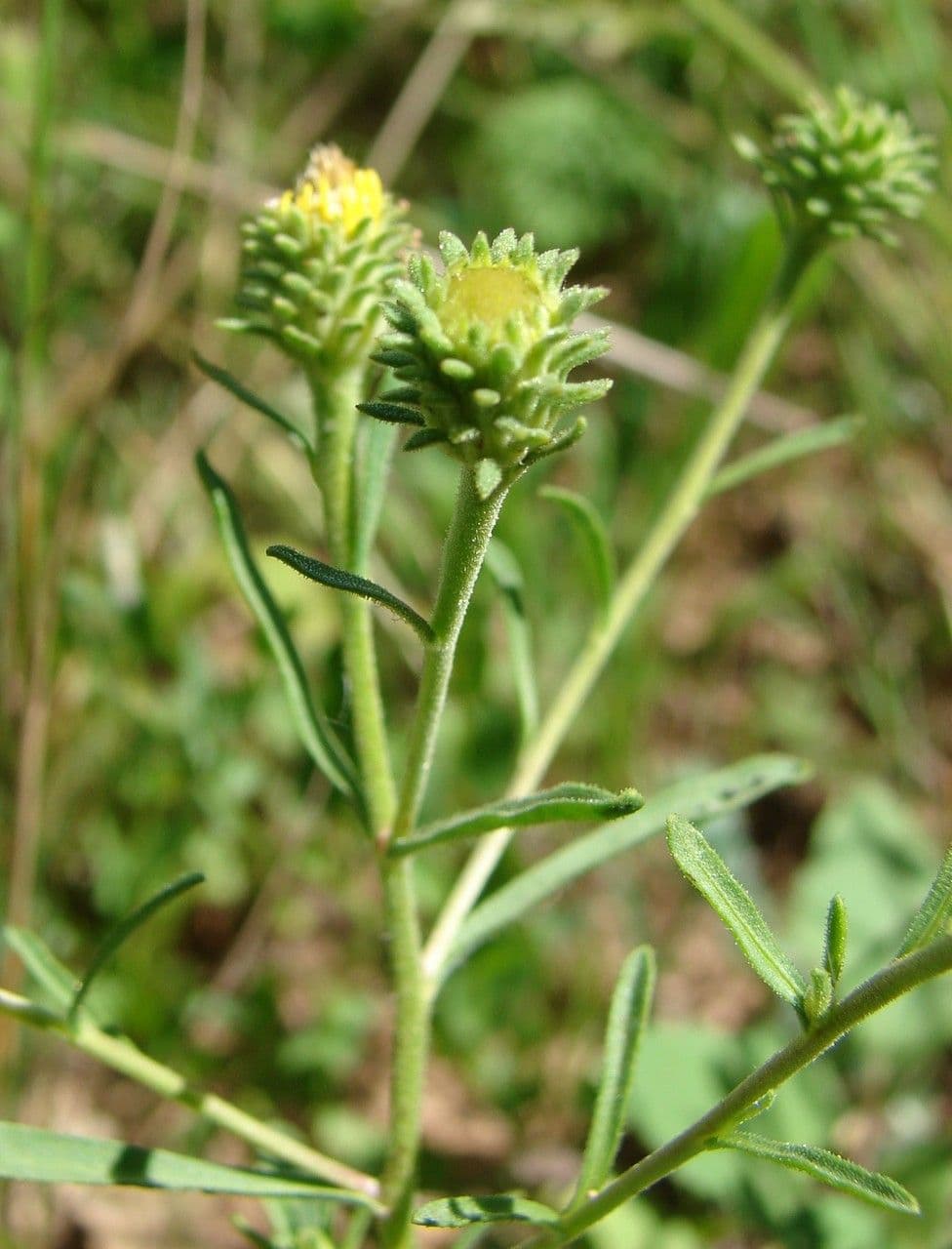 Jasonia 11