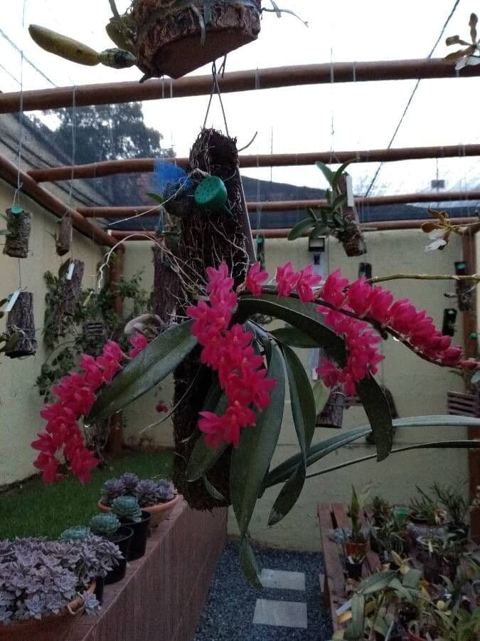 Orchidea corallo