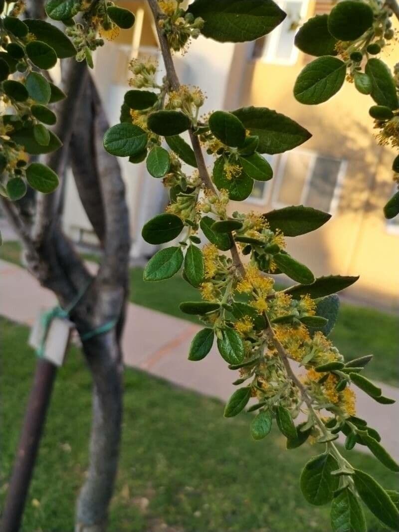 Azara dentata 11
