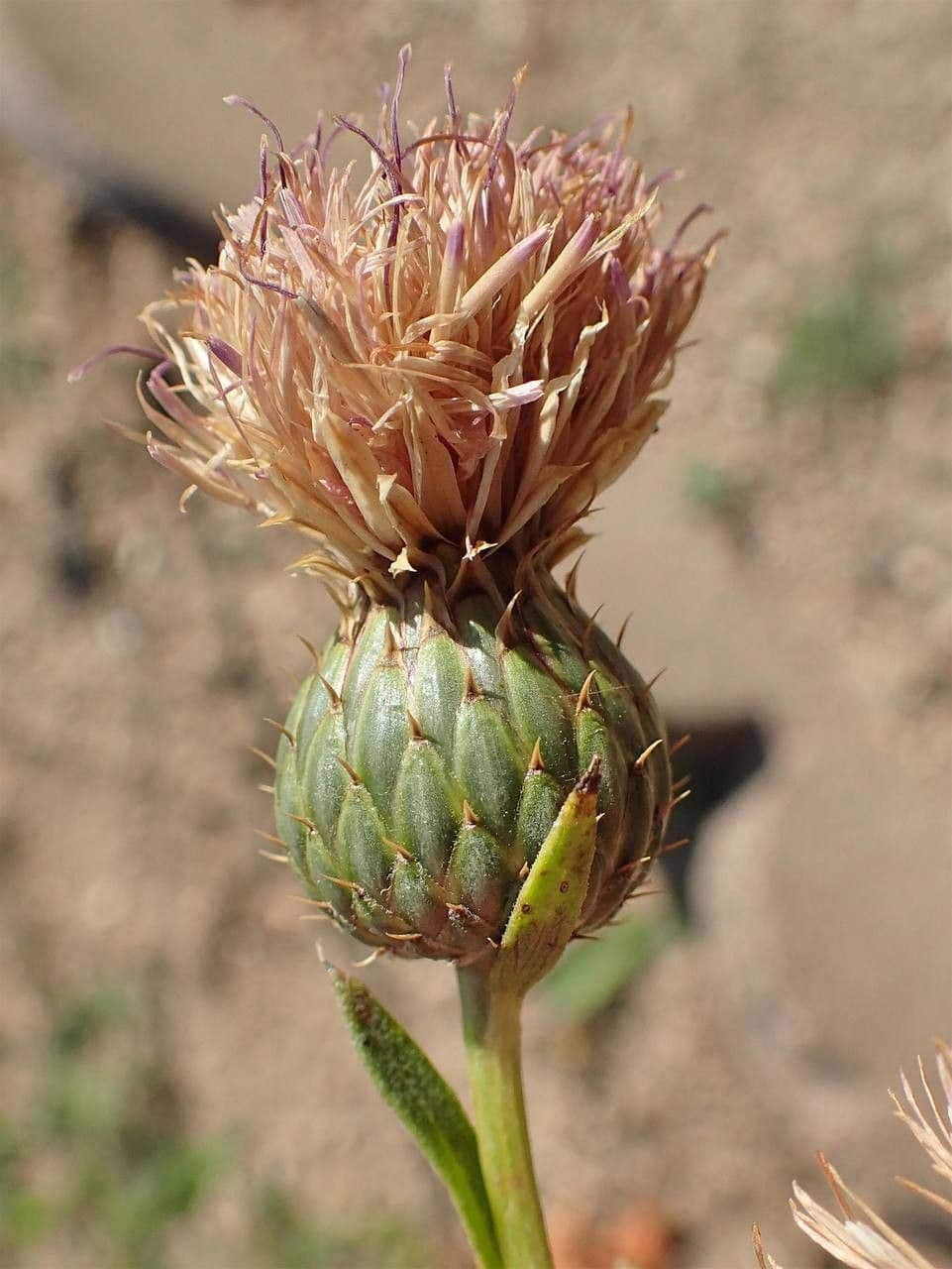 Klasea radiata
