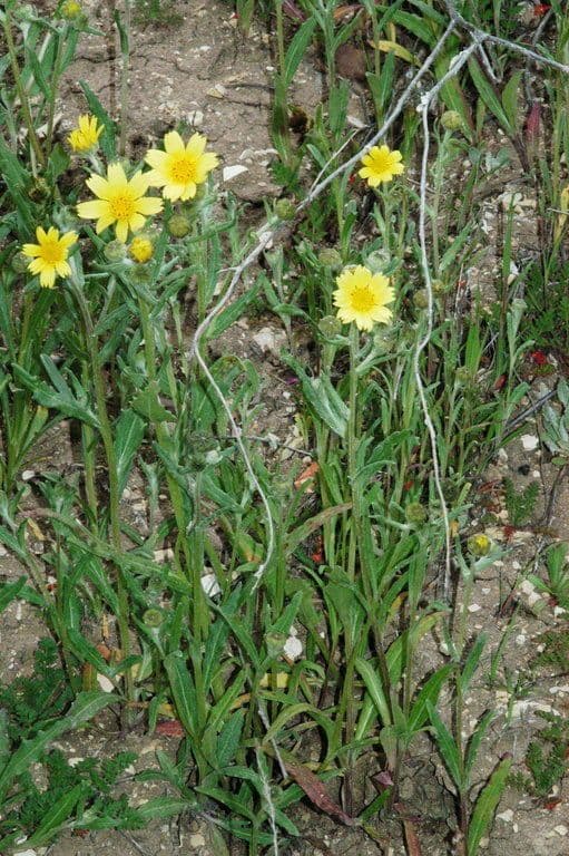 Monolopia lanceolata 10