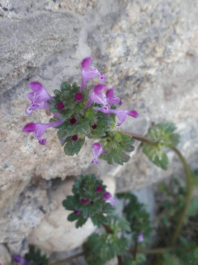 Lamio 6