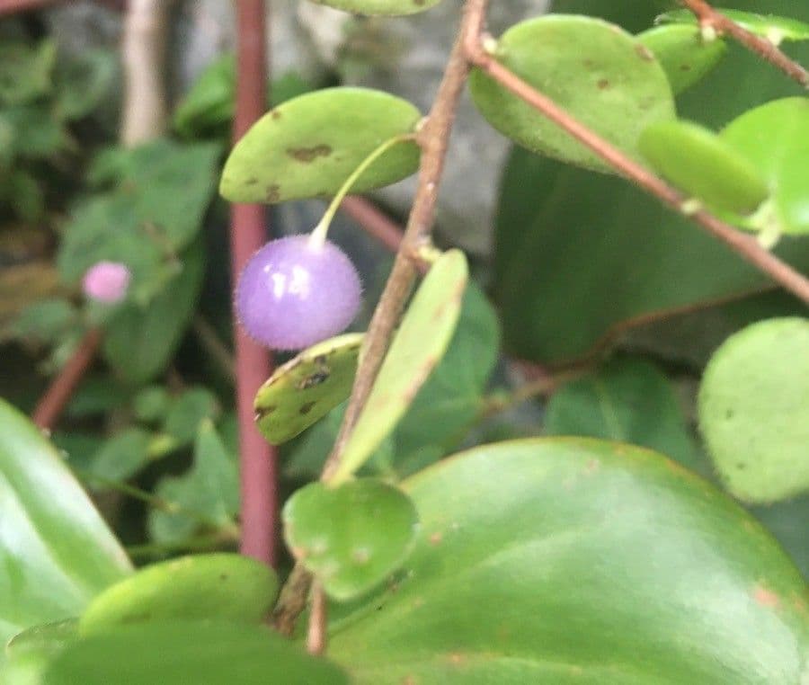 Sphyrospermum 8