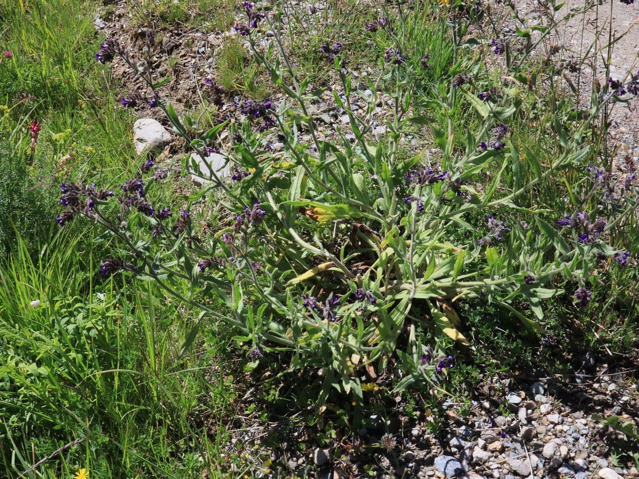 Lingua di bue officinale 11