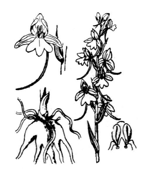 Manina rosea 28