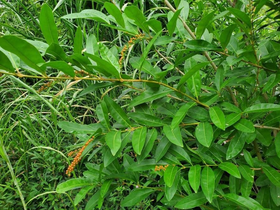 Citharexylum à queue 16