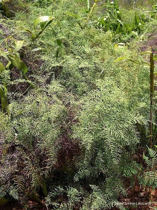 Gleichenia dicarpa 5
