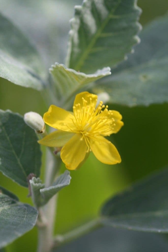Corchorus