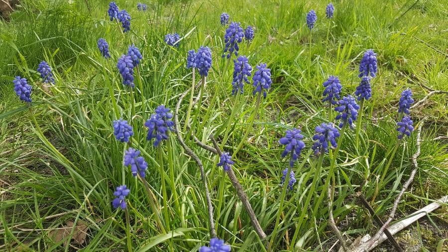 Muscari azzurro 12