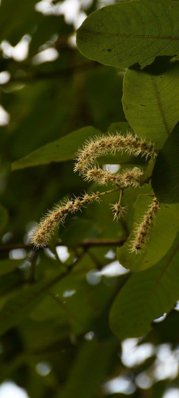 Terminalia arjuna 10