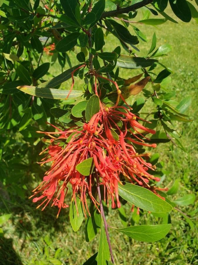 Embothrium 10
