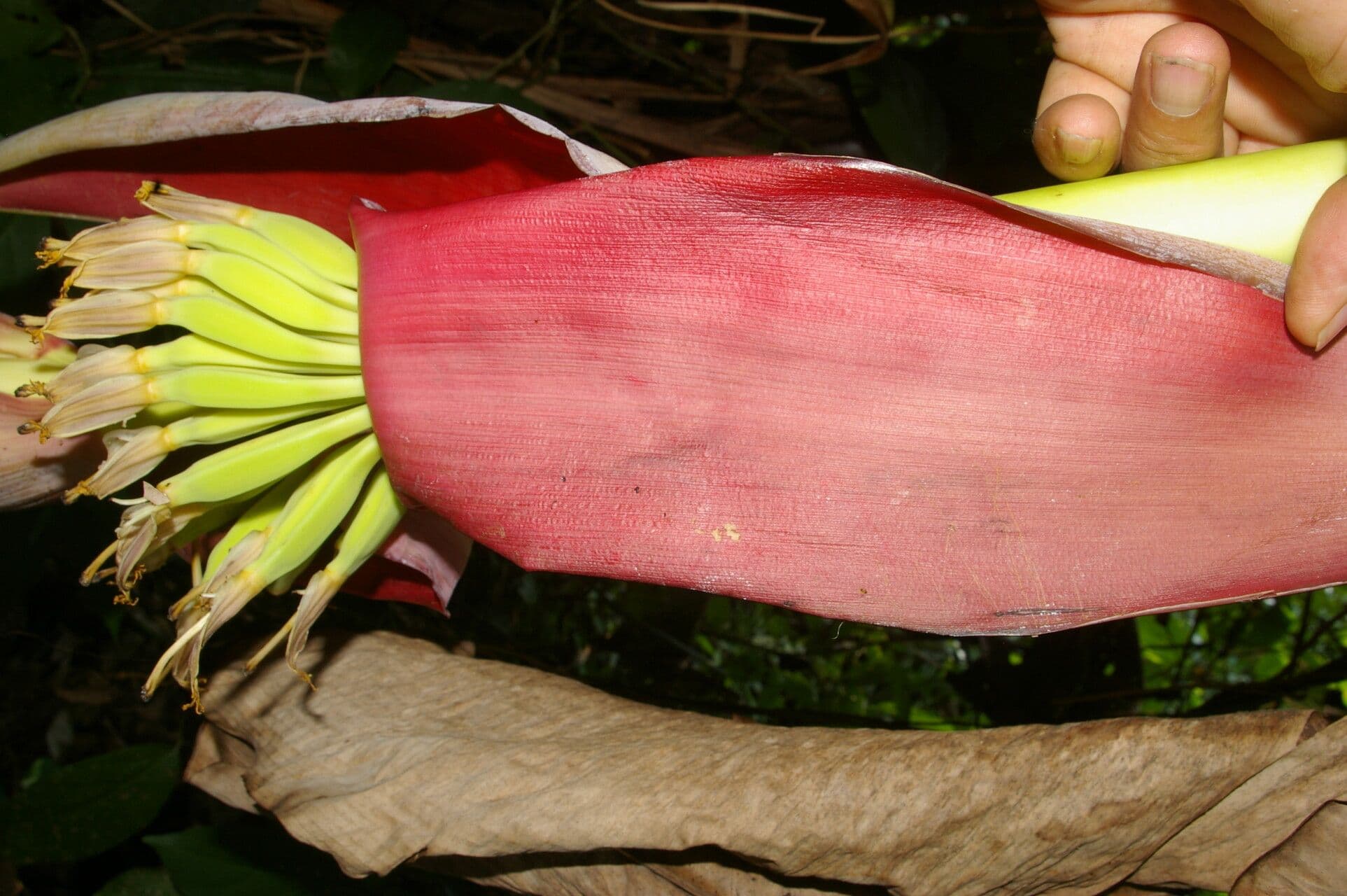 Abaca 3