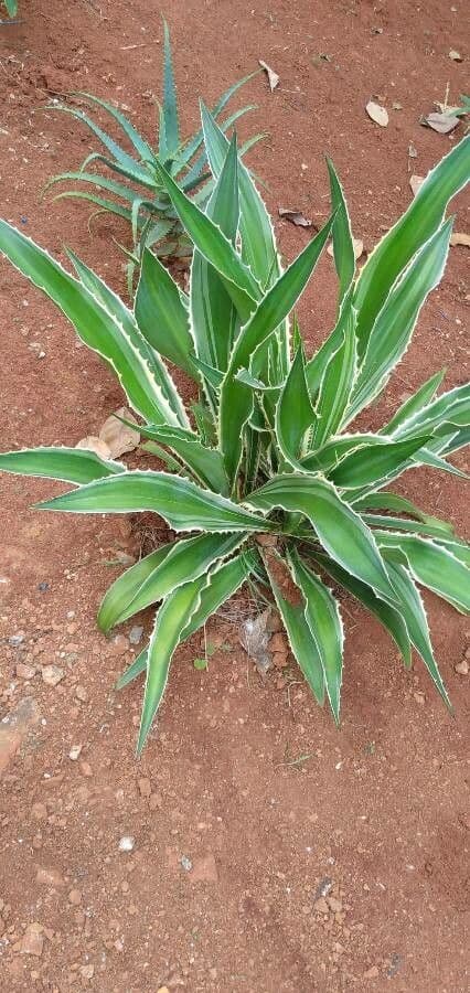 Sisal selvatico 3