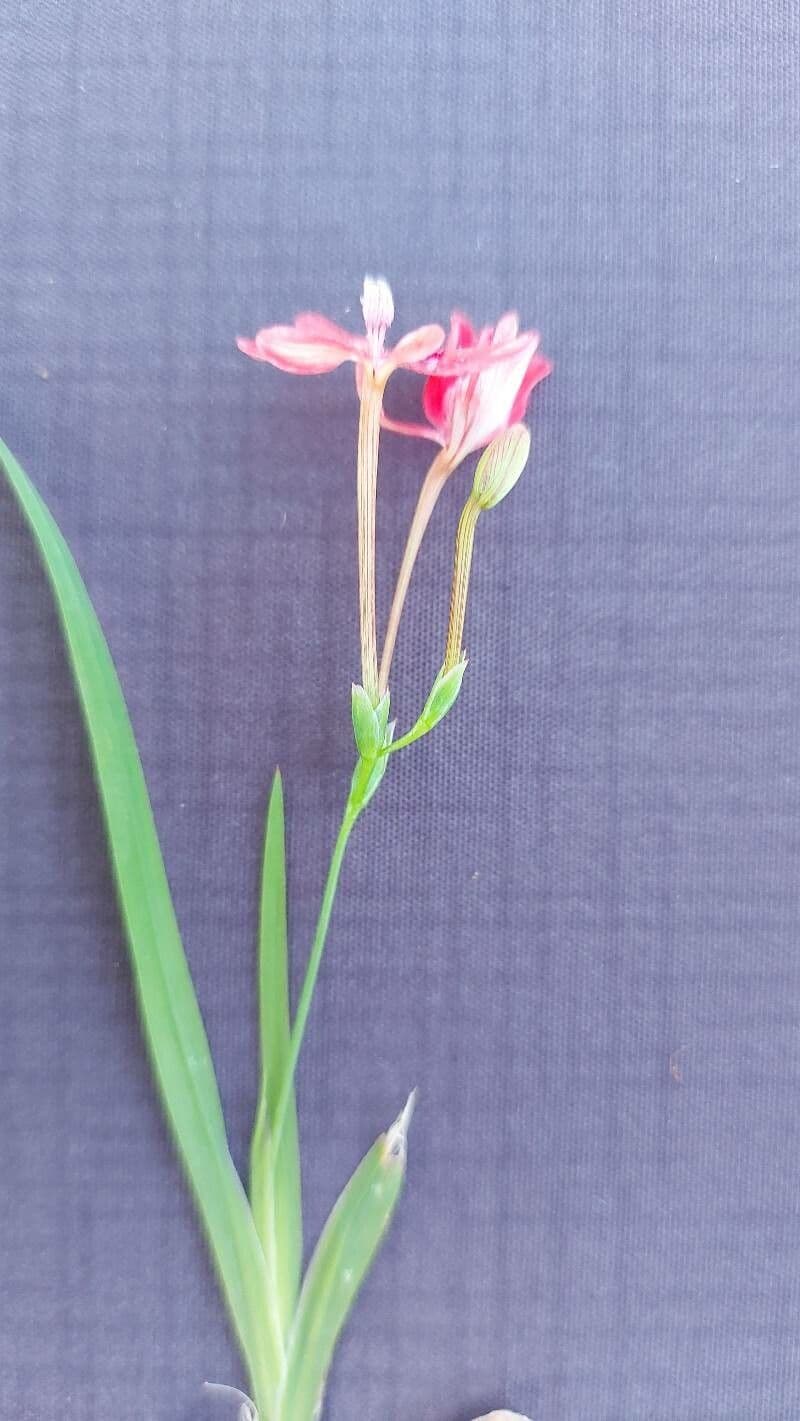 Freesia 2