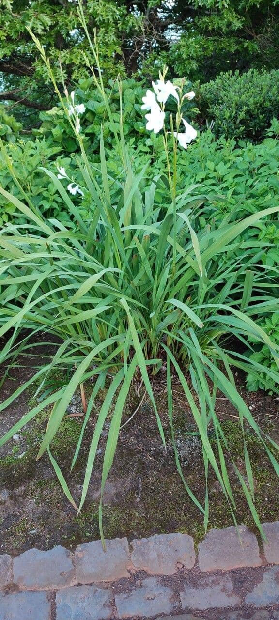Watsonia 6