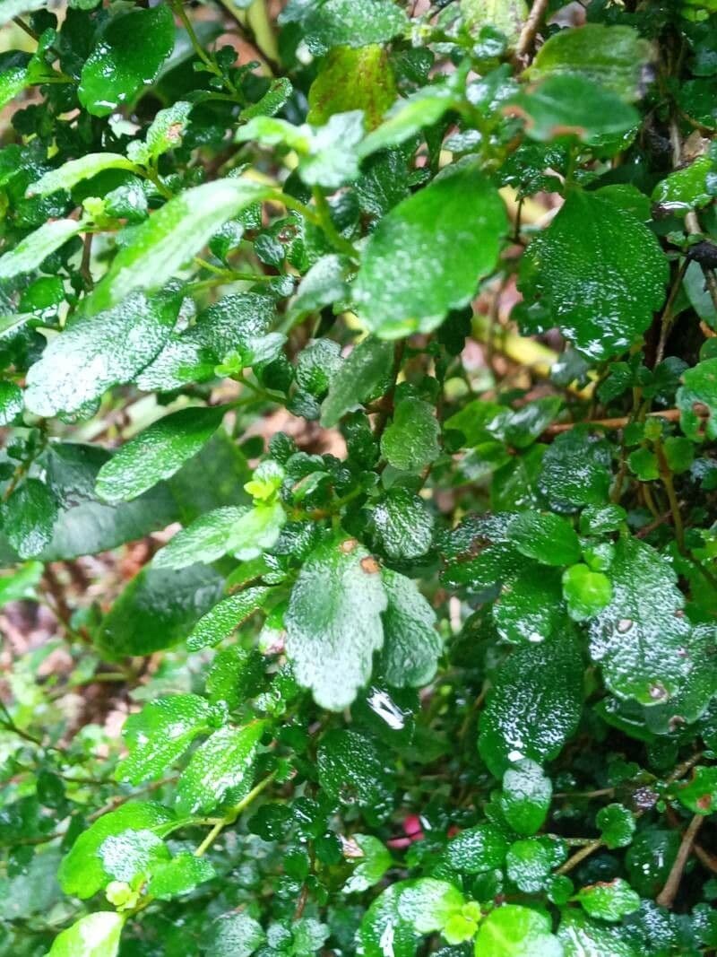 Asteranthera 14